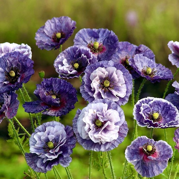 ππ€ππ΄ππ€ππ΄ππ€ππ΄ππ€ππ΄ - Picture 5 of 13